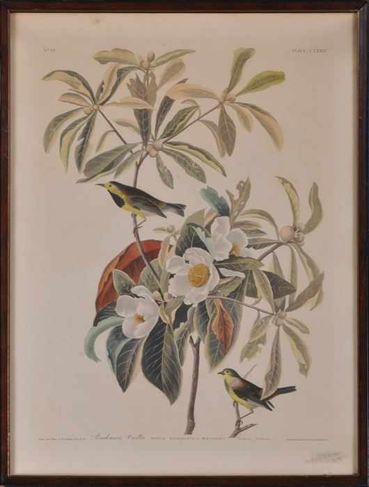 Appraisal: AFTER JOHN JAMES AUDUBON BACHMANS WARBLER Etching in colors after