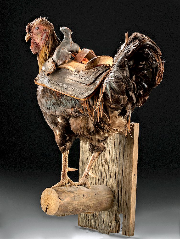 Appraisal: th C Mexican Taxidermy Rooster w Leather Saddle North America