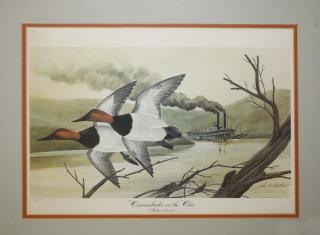 Appraisal: Sporting print Canvasbacks on the Ohio by John A Ruthven