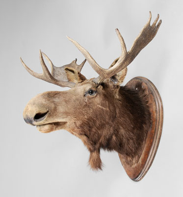 Appraisal: Taxidermy Moose Head probably early th century glass eyes x