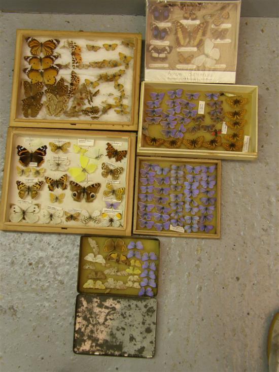 Appraisal: Two glass topped cases containing various butterflies and four other