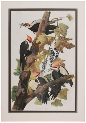 Appraisal: After John James Audubon New York - Pileated Woodpecker Plate