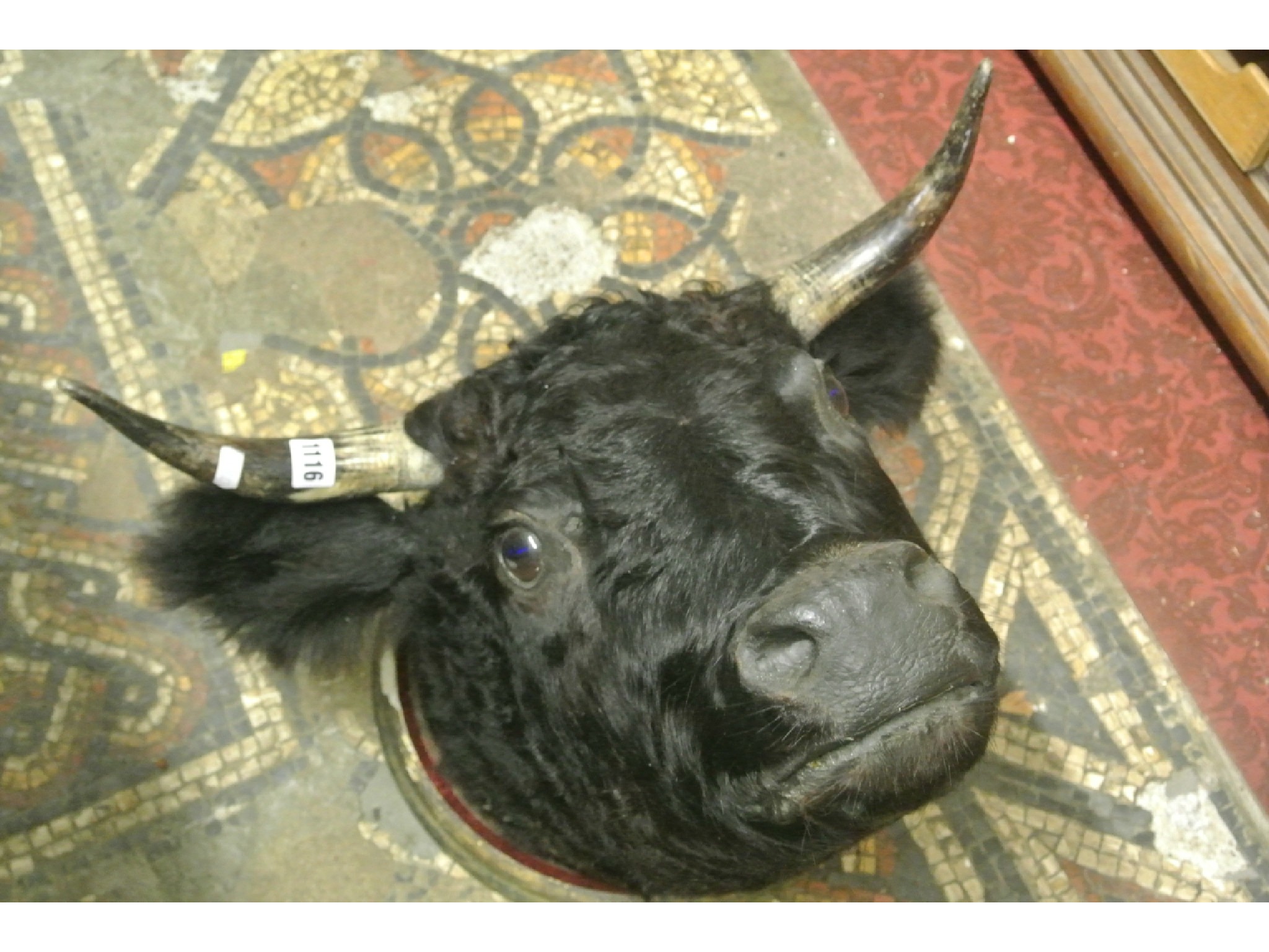 Appraisal: Taxidermy - A good stuffed and mounted Dexter Black bulls