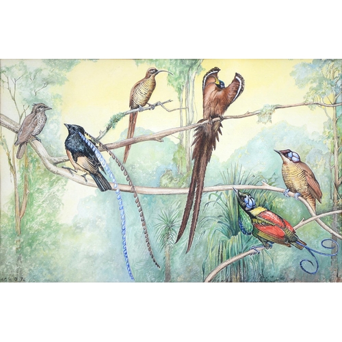 Appraisal: British School th c - Australian Tropical Birds monogrammed and