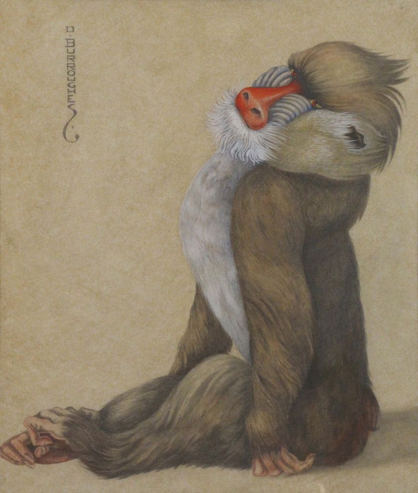 Appraisal: DOROTHY MARY BURROUGHES ENGLISH - Watercolor Proud Mandrill Signed upper