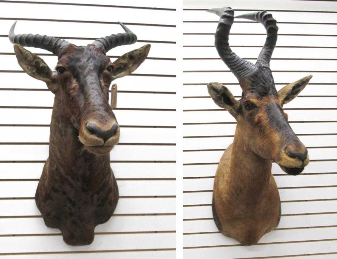 Appraisal: TWO AFRICAN ANTELOPE TAXIDERMY MOUNTS Tiang a subspecies of the