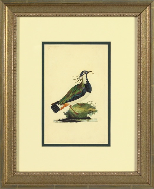 Appraisal: Edward Donovan Irish - Birds suite of five hand-colored engravings