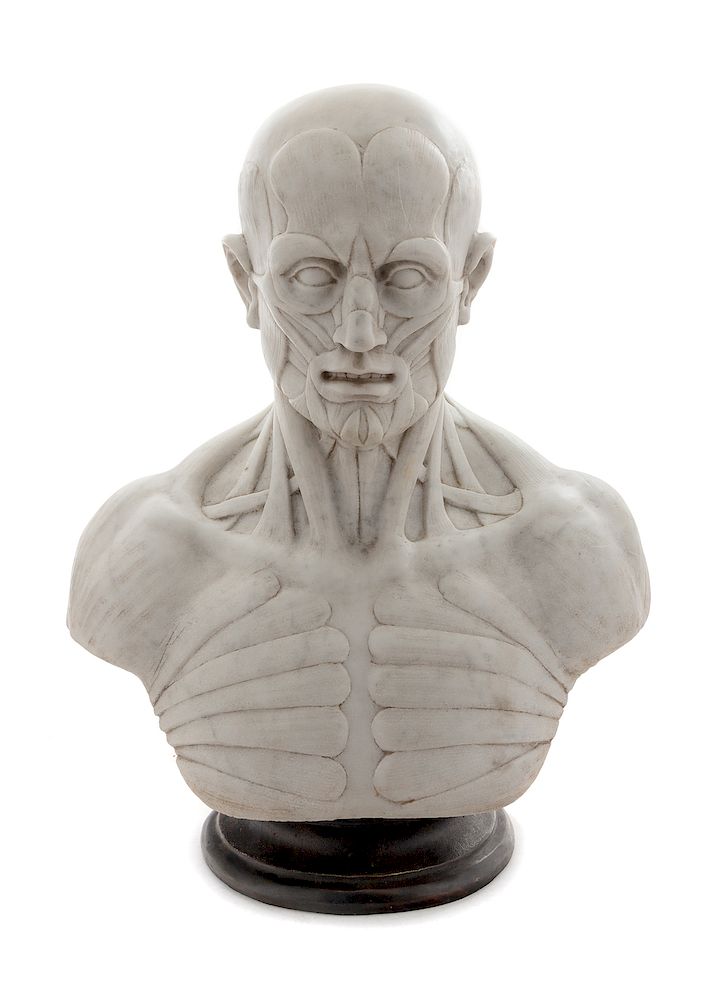 Appraisal: An Italian Marble Anatomical Bust An Italian Marble Anatomical Bust