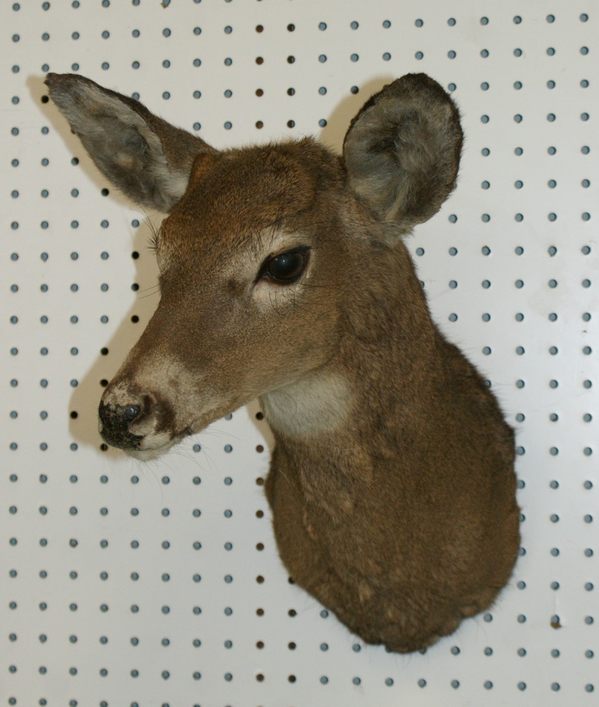 Appraisal: Mule deer shoulder mount