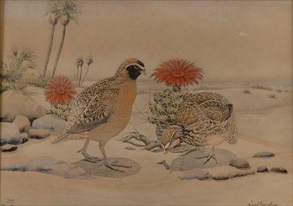 Appraisal: REX BRASHER TWO QUAIL Collotype in colors x in sheet