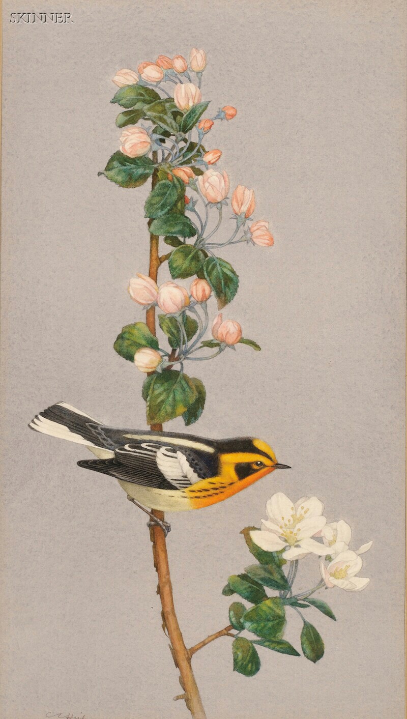 Appraisal: Charles Emile Heil American - Blackburnian Warbler Signed CEHeil l