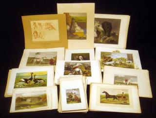 Appraisal: Pcs Equestrian ANTIQUE ORIGINAL ENGRAVINGS LITHOGRAPHS OF ZOOLOGY HUNTING ANIMALS