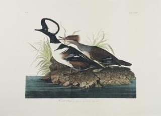 Appraisal: John James Audubon - Hooded Merganser No Plate Amsterdam edition