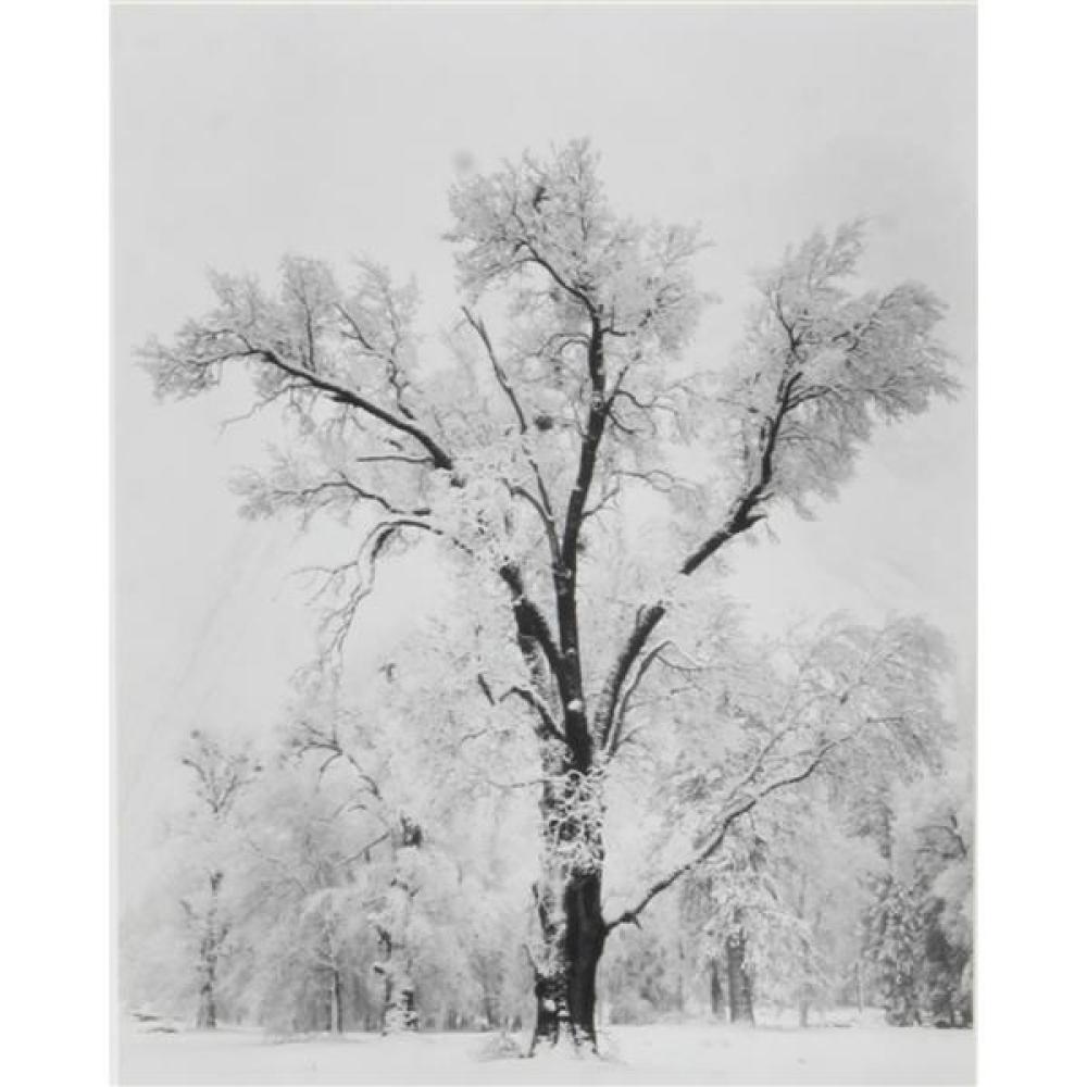 Appraisal: ANSEL ADAMS AMERICAN - OAKTREE SNOWSTORM YOSEMITE NATIONAL PARK CALIFORNIA