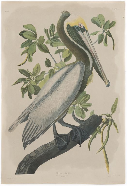 Appraisal: John James Audubon Brown Pelican Bien Edition Bien Edition of