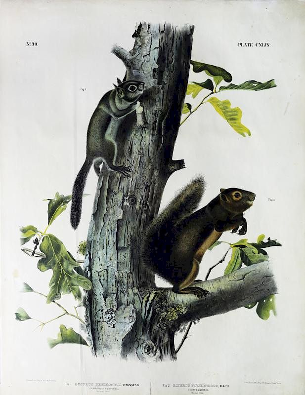 Appraisal: Audubon Quadrupeds Imperial Folio Fremont's Squirrel Sooty Squirrel Fremont's Squirrel