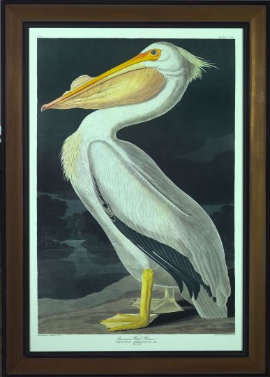 Appraisal: After John James Audubon American - American White Pelican offset