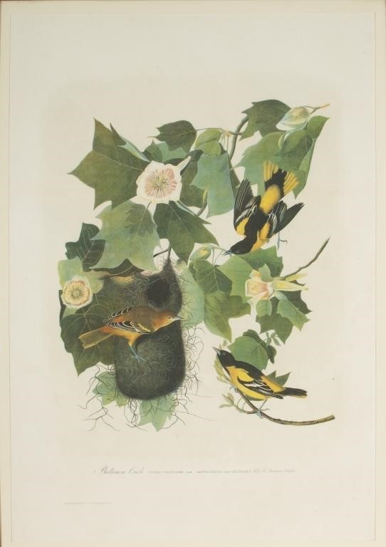 Appraisal: Baltimore Oriole chromolithograph by in