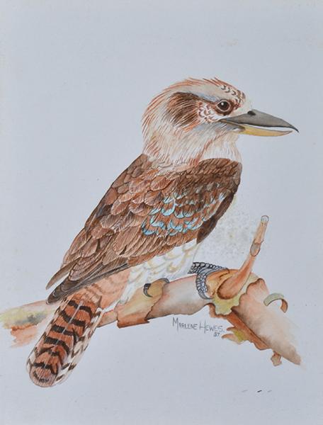 Appraisal: WATERCOLOUR ON PAPER KOOKABURRA SIGNED MARLENE HEWES