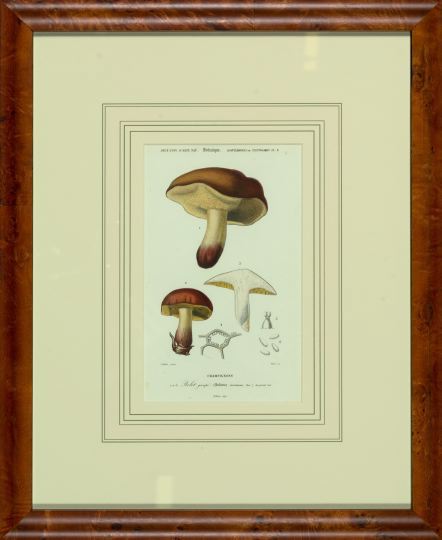 Appraisal: French School Early th Century Mushrooms pair of hand-colored engravings