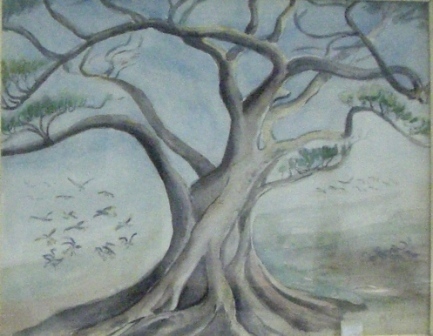 Appraisal: May Harding Study of Moreton Bay Fig circa watercolour signed