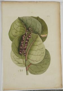 Appraisal: Mark Catesby British - The Mangrove Grape or Sea Grape