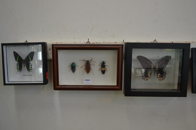 Appraisal: THREE DIORAMAS- TWO BUTTERFLY AND ONE BUG