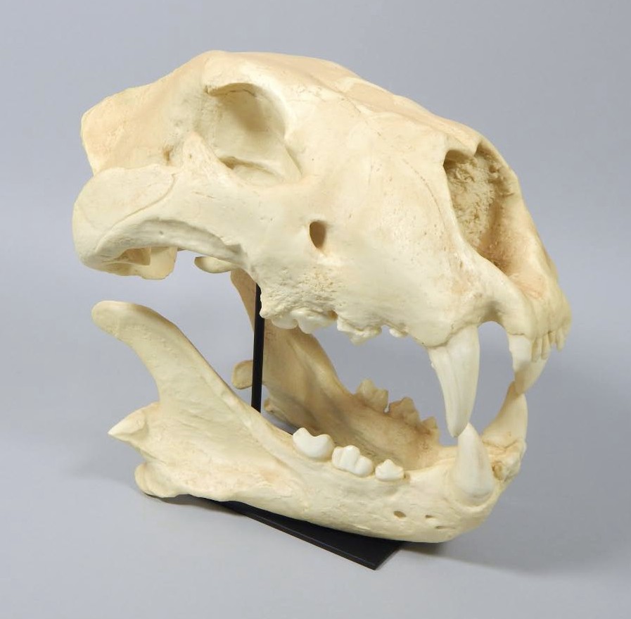 Appraisal: A museum reproduction model of a lions skull on ebonised