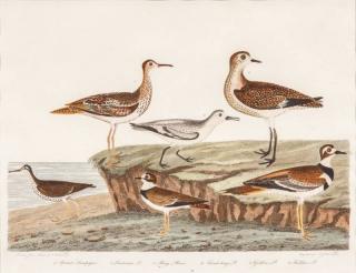 Appraisal: Alexander Wilson American Ornithology Plate c hand-colored engraving by in