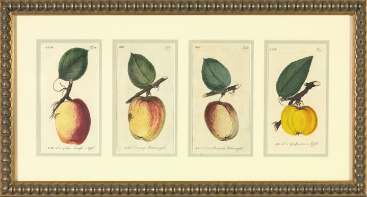 Appraisal: Johann Volkmar Sickler German Late th Century Fruit Specimens suite