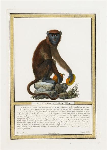 Appraisal: Six hand colored engravings of monkeys jacob milan Framed H