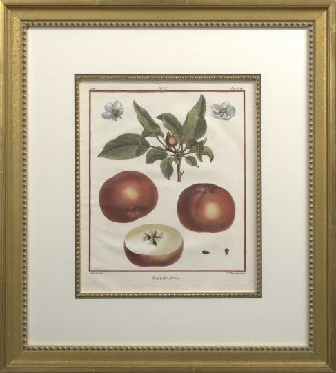 Appraisal: French School Late th Century Apples suite of four hand-colored