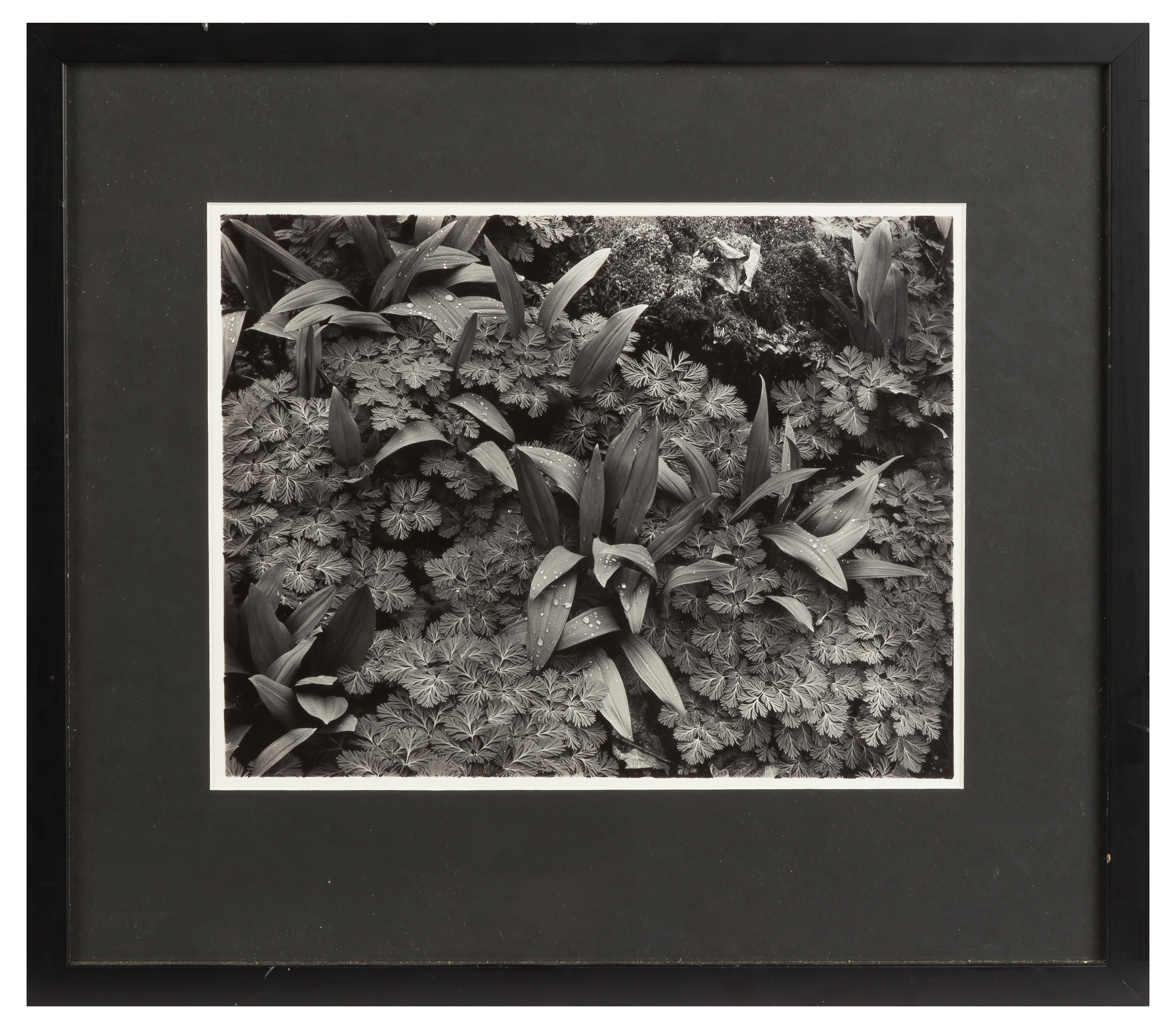 Appraisal: John Szarkowski American Born Black And White Silver Print Plant