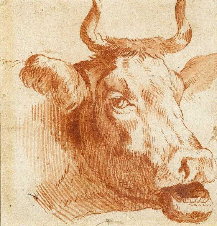 Appraisal: FOLLOWER OF PAULUS POTTER HEAD OF A COW red chalk