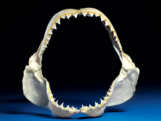 Appraisal: GREAT WHITE SHARK JAW Carcharodon carcharias Taiwan This exceptional jaw