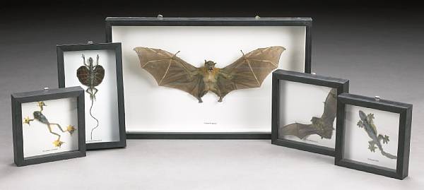 Appraisal: Collection of Six Indonesian Flying Vertebrates Cynopterus sp Rhacophorus reinwardtii