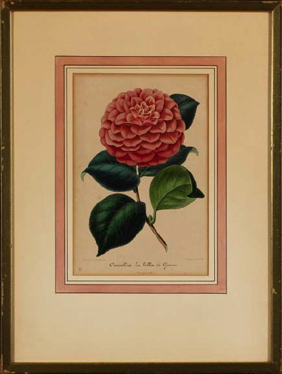 Appraisal: Italian School th Century Camellia Studies pair of hand-colored lithographs