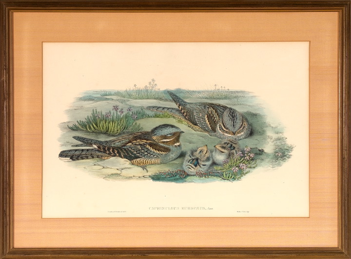 Appraisal: Gould Richter British th Century Caprimulgus Europaeus chromolithograph sight -