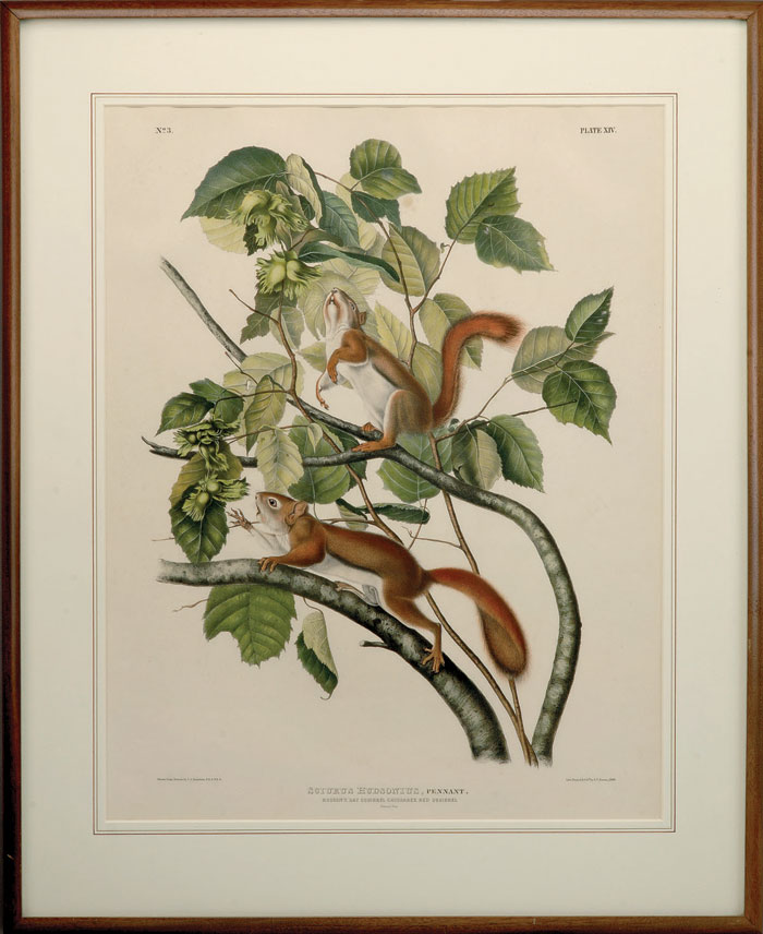 Appraisal: HUDSON'S BAY SQUIRREL CHICKAREE RED SQUIRREL NO PLATE XIV Drawn