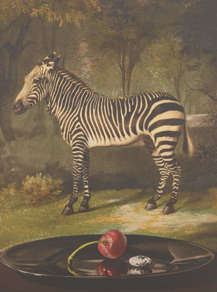 Appraisal: SHERRIE WOLF AMERICAN B x Zebra with Cherry and Fava