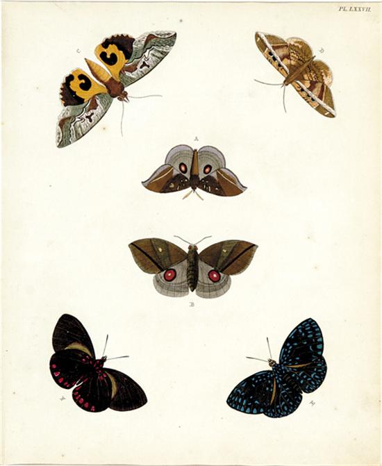 Appraisal: Pierre Cramer French th century BUTTERFLIES MOTHS hand colored engravings