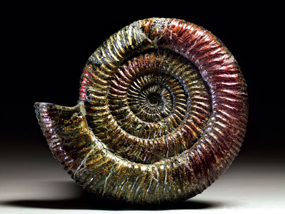 Appraisal: RUSSIAN AMMONITE Speetoniceras Cretaceous Ulianovsk region Russia This attractive single