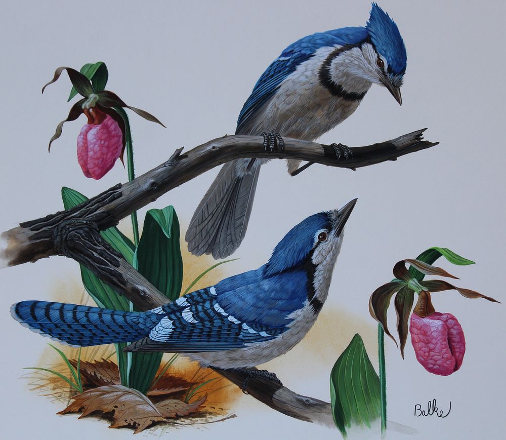 Appraisal: Don Balke B Blue Jay Don Balke B Blue Jay