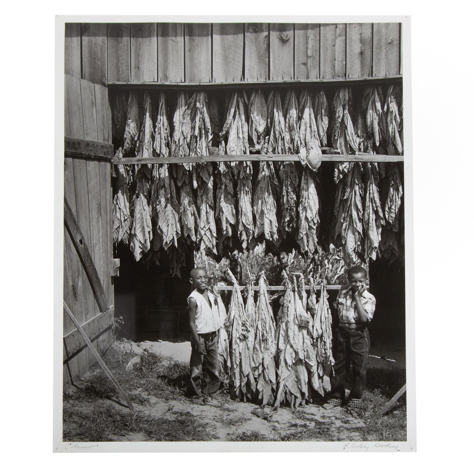 Appraisal: A AUBREY BODINE TOBACCO PHOTOGRAPH American - Gelatin silver print