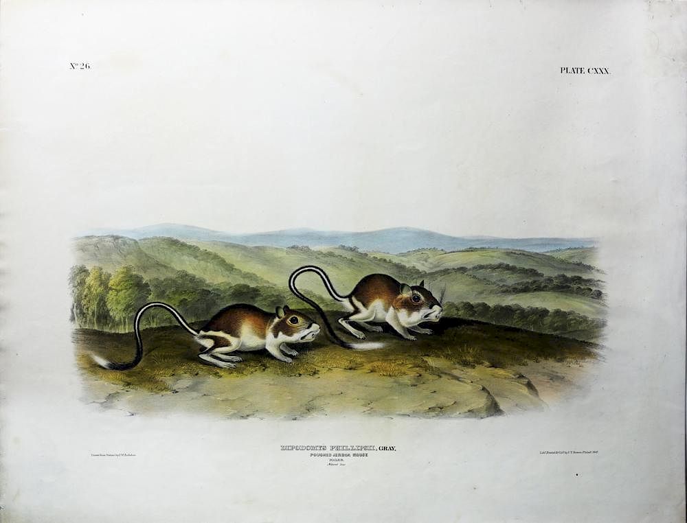 Appraisal: Audubon Quadrupeds Imperial Folio Pouched Jerboa Mouse Pouched Jerboa Mouse