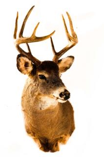 Appraisal: A finely taxidermied Whitetail Deer trophy mount exhibiting a -and-