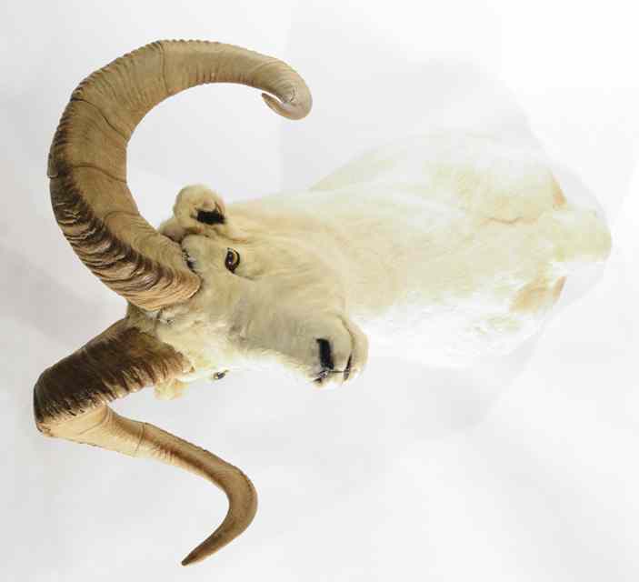 Appraisal: TROPHY GAME HEAD MOUNT northwest Dall sheep from a mountain