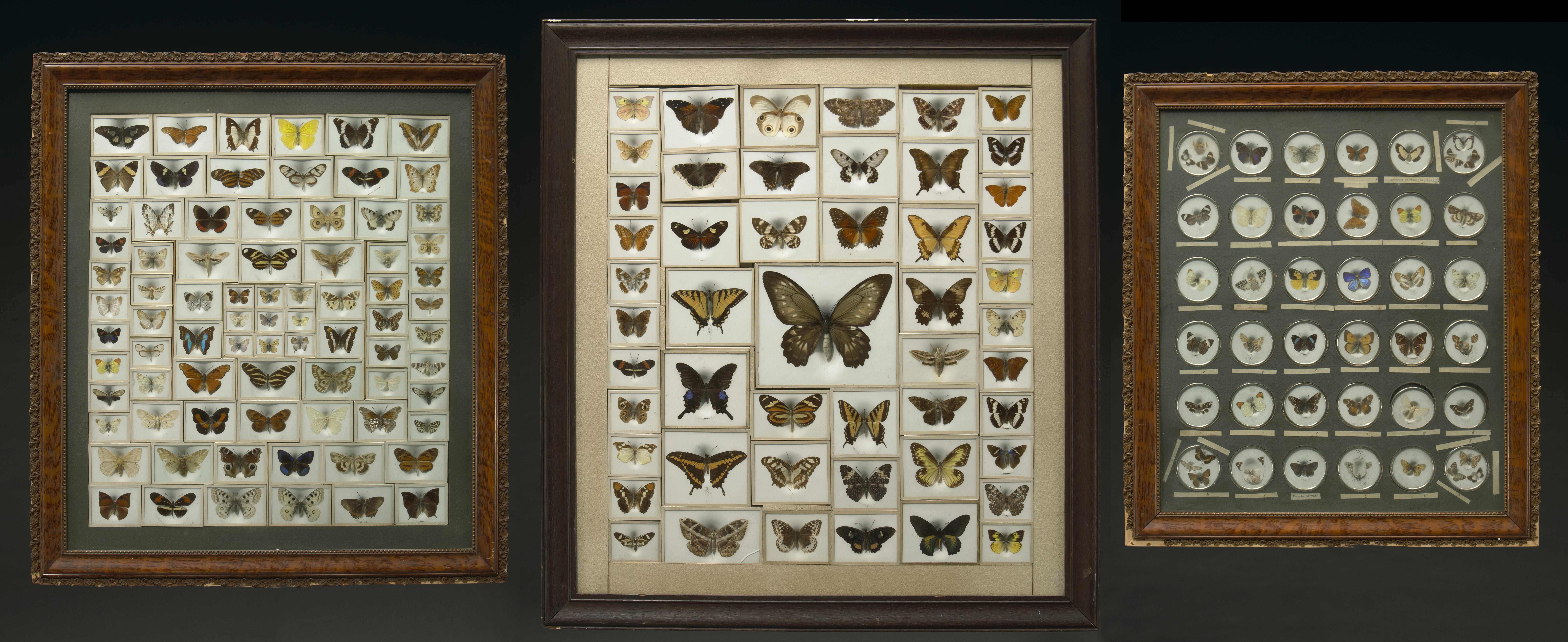 Appraisal: Three Butterfly Mounts Various identified and un-identified speciesMexico Honduras Swiss