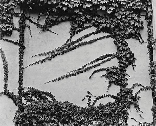 Appraisal: Brett Weston American - Vines New York Gelatin silver print