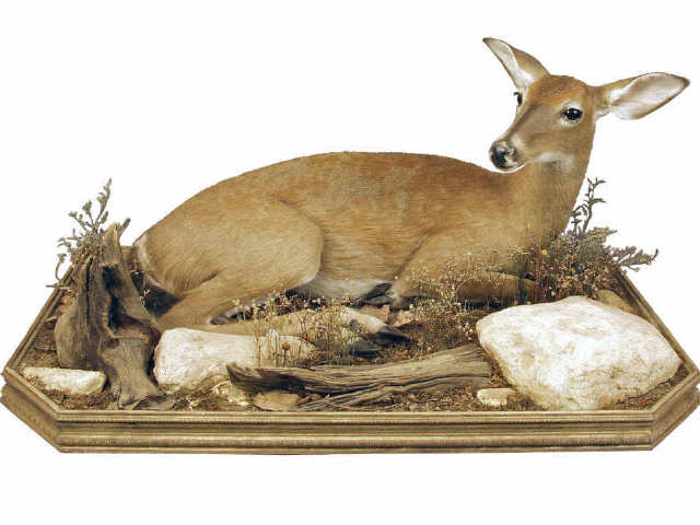 Appraisal: Superb reclining full mount Sika Deer Estimate -